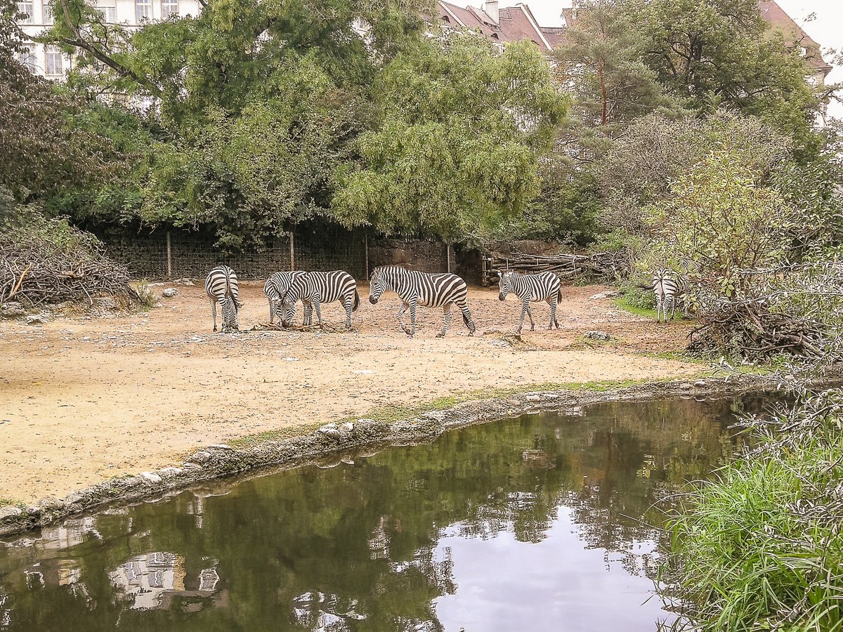 Visiting Zolli - ZOO In Basel With Kids - Our Swiss Experience