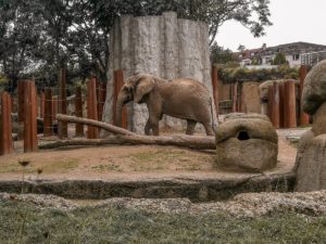 Visiting Zolli - ZOO In Basel With Kids - Our Swiss Experience