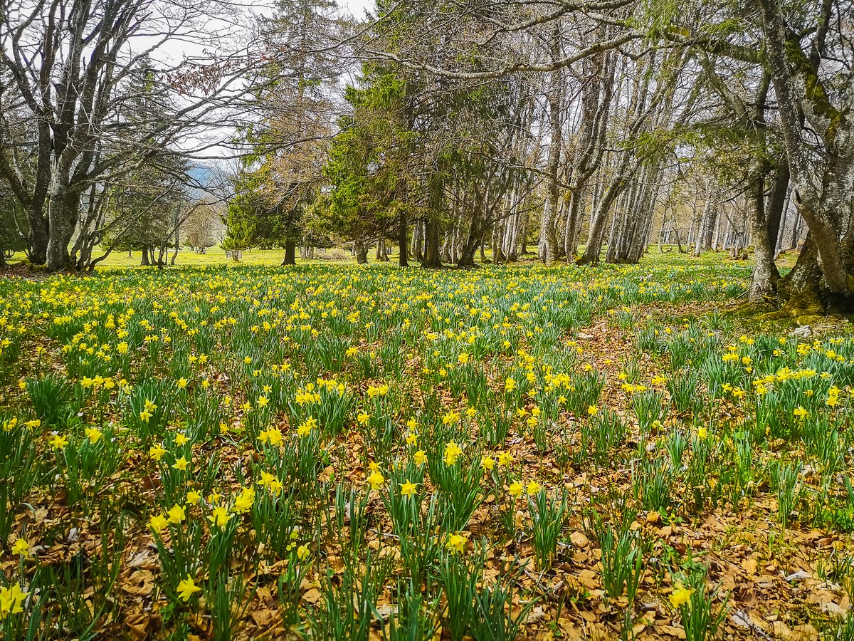 Hiking with kids: to the daffodils at Les Prés-d'Orvin - Our Swiss ...